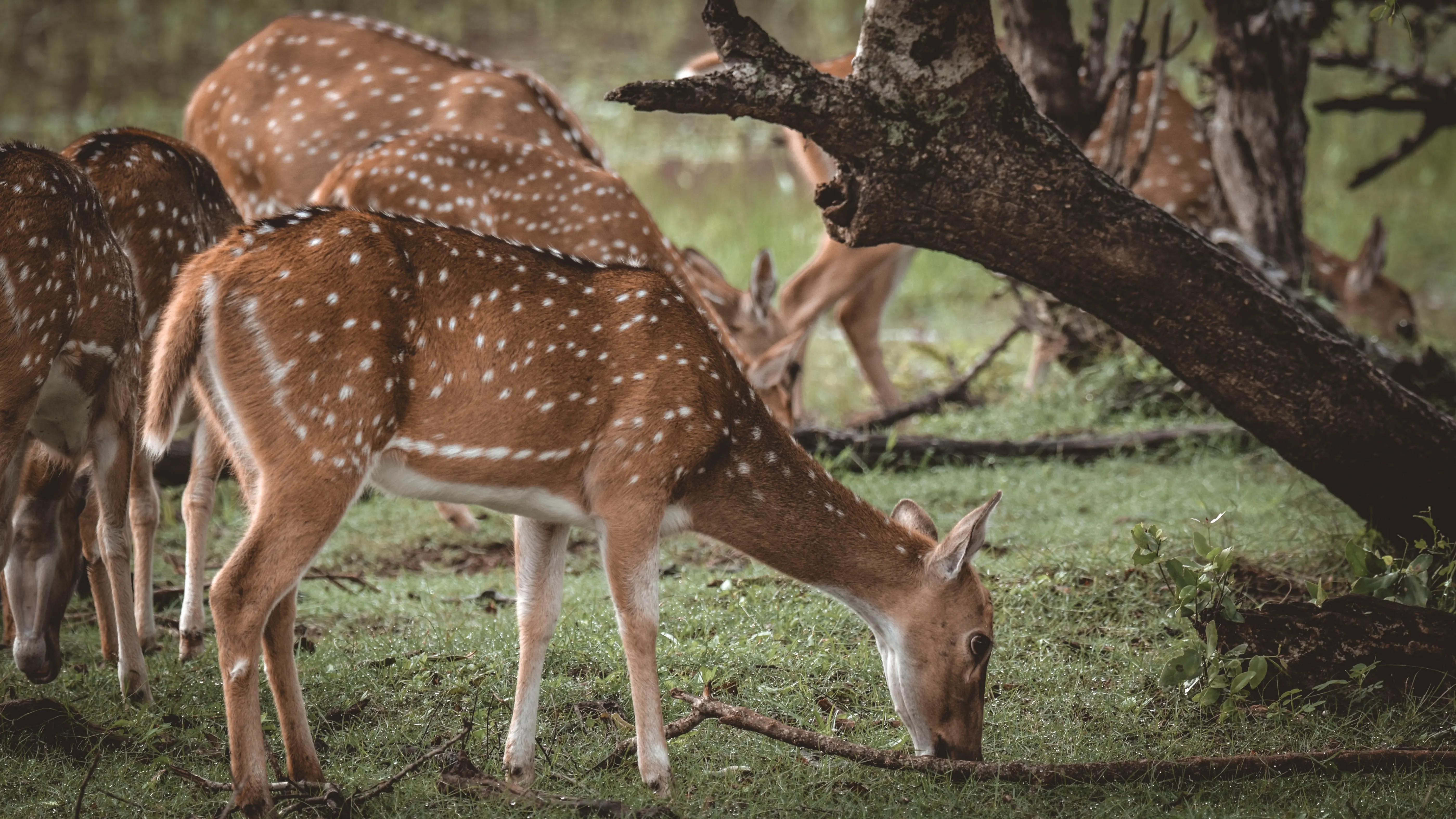 Safari Paradise: Breathtaking Views of Yala's Scenic Landscapes and Wildlife Wonders